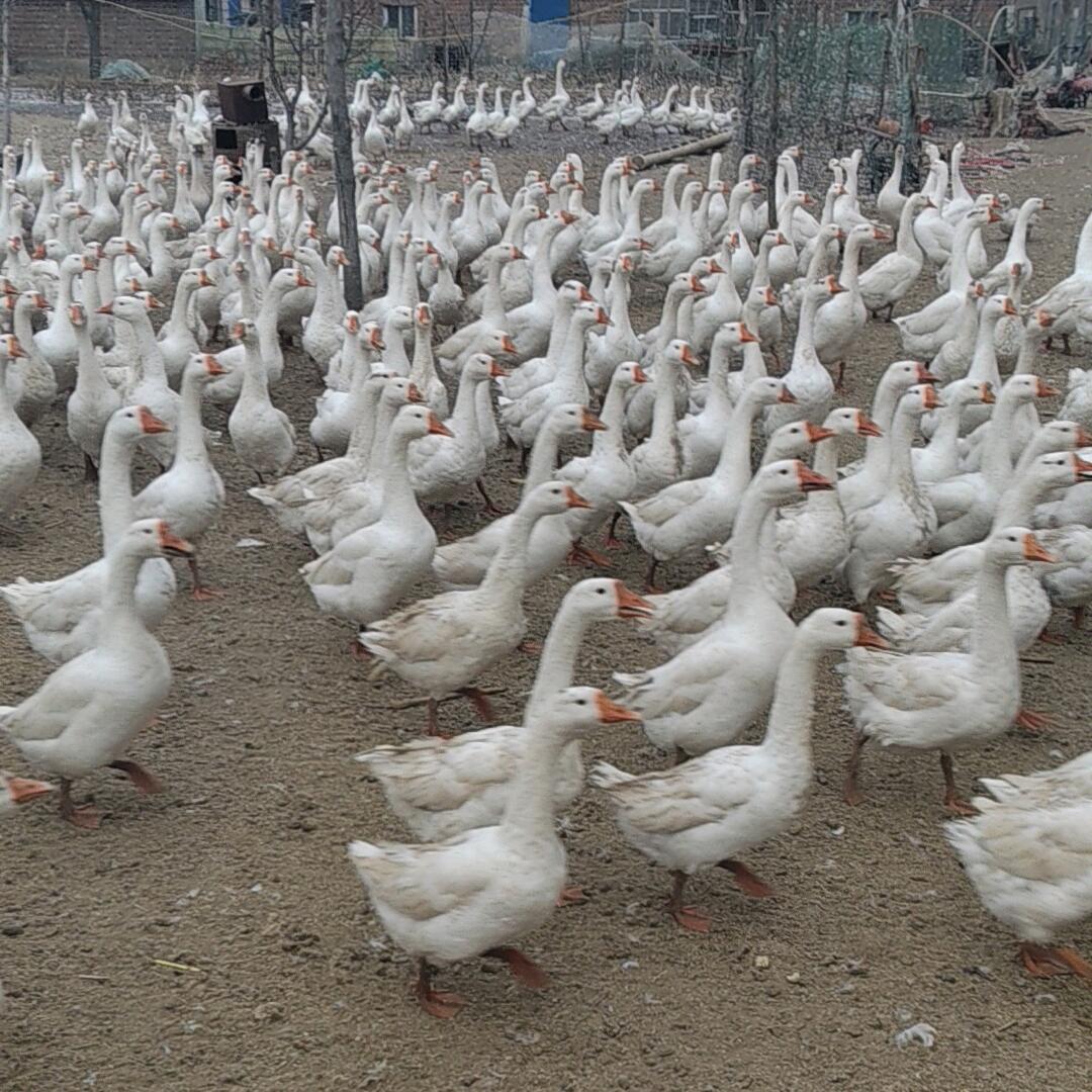 农村养鹅人
