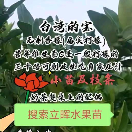 立晖有水果苗