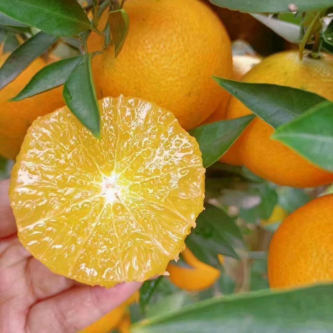 山东（星期六果业）