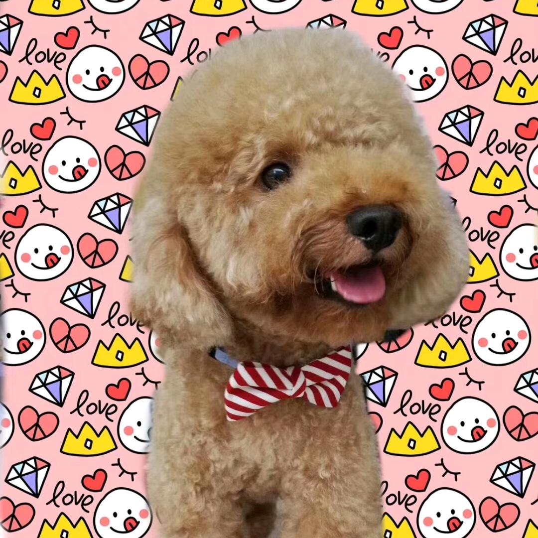 不要迷恋哥，哥只是个小平头