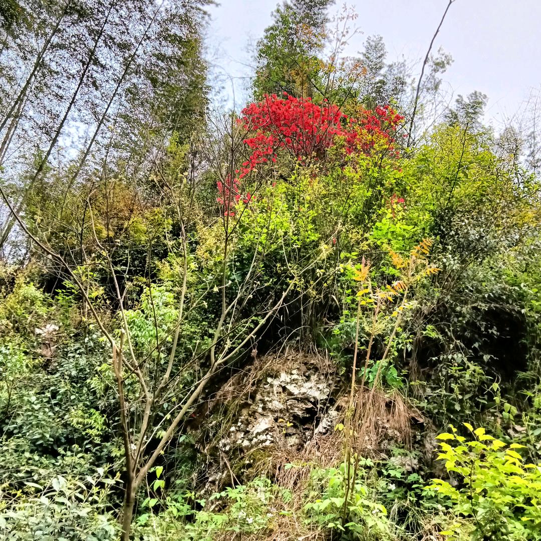 芳草