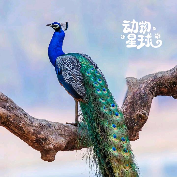 春天