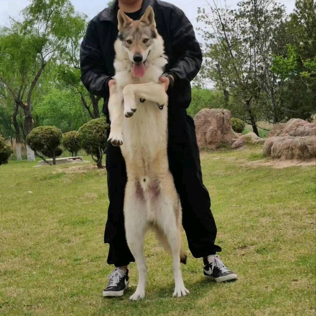 捷克狼犬北道犬舍