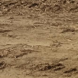 大坝代肝跑刀之神