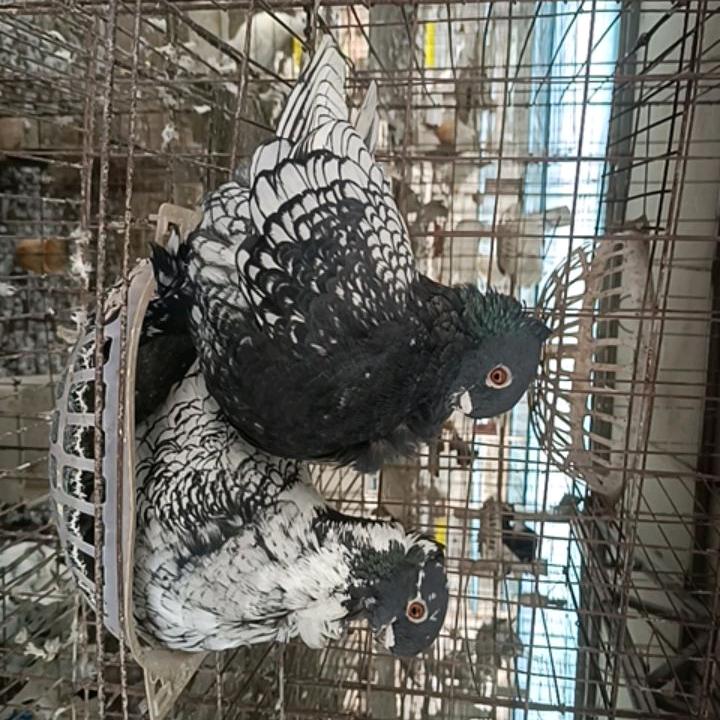 正正禽类优品店