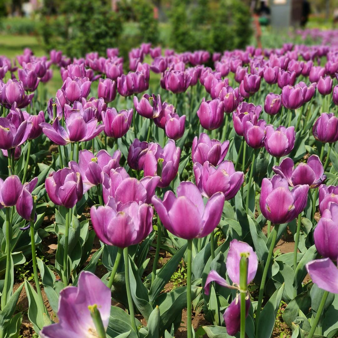 柿♥️事💕如意