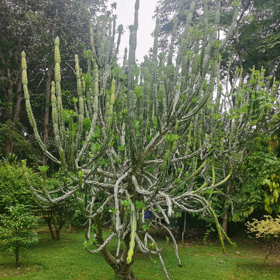 阳光下的笑脸🥰