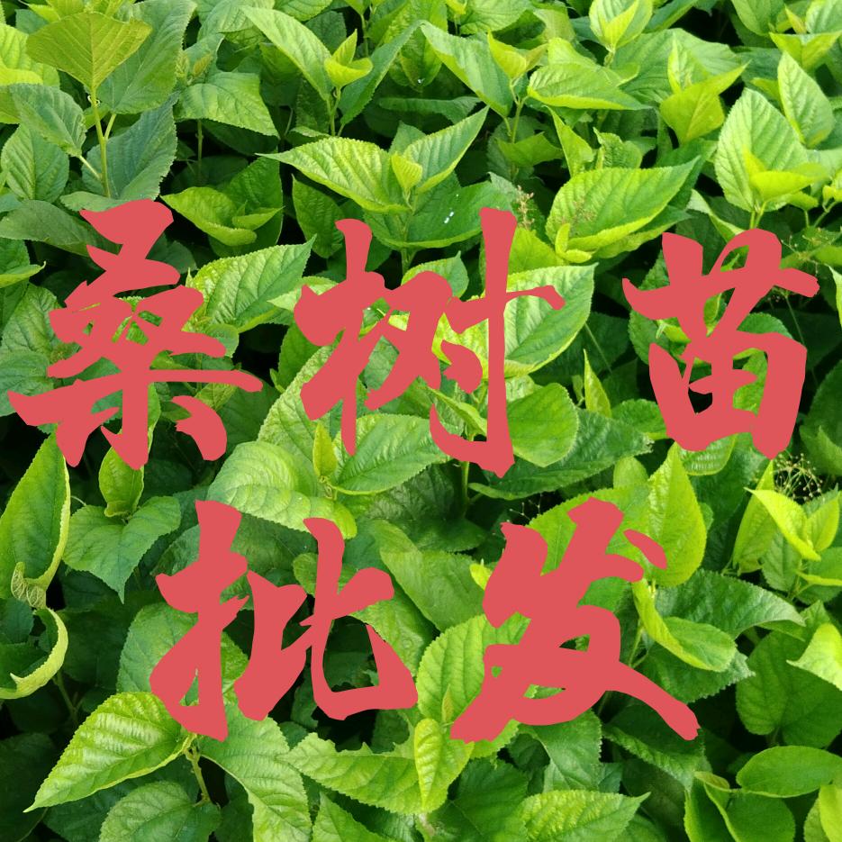 广西桑树苗批发