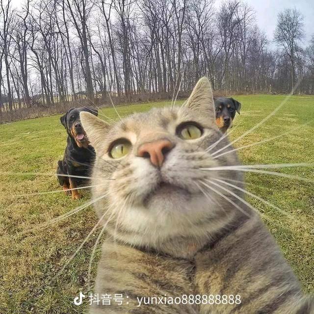 番茄嘎嘎