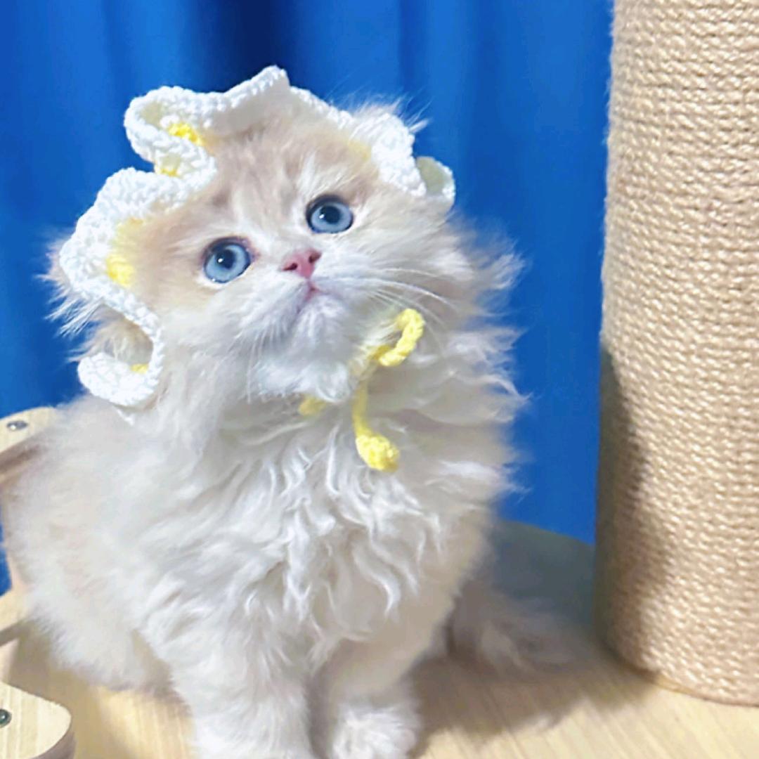 小宇家的猫🐱
