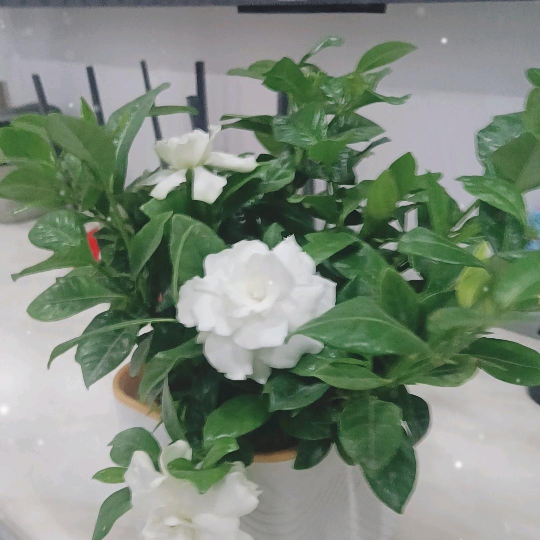 新疆哈密自摘杏园(牟霞)