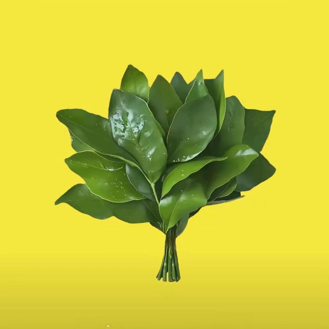 狮子座张百万🌼