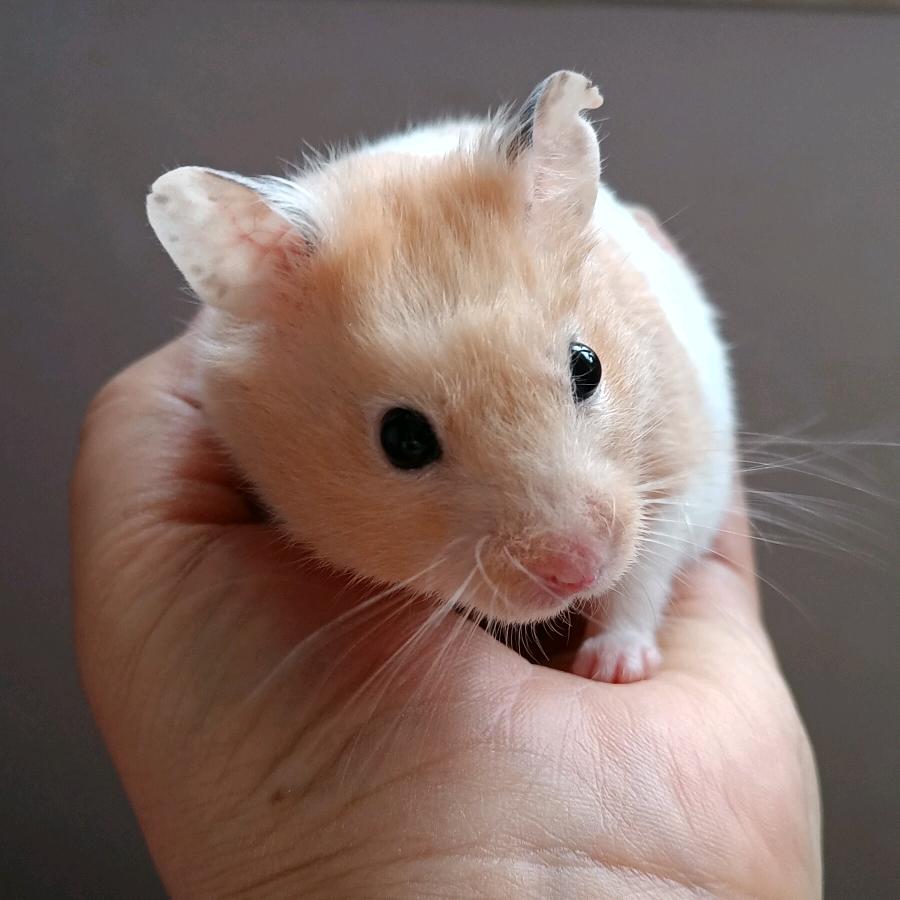 🐰卡里🐰有钱🐰