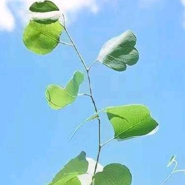 摄影师老许(单身)