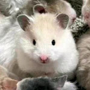 啦啦啦（出熊）