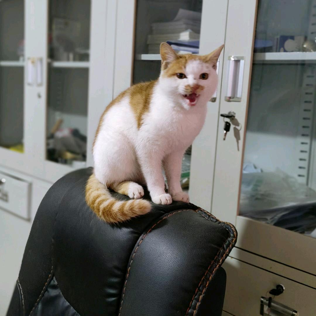 乖乖猫