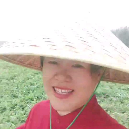 新疆李华