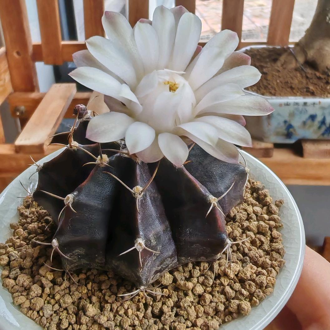 爽吃冰西瓜（♂）