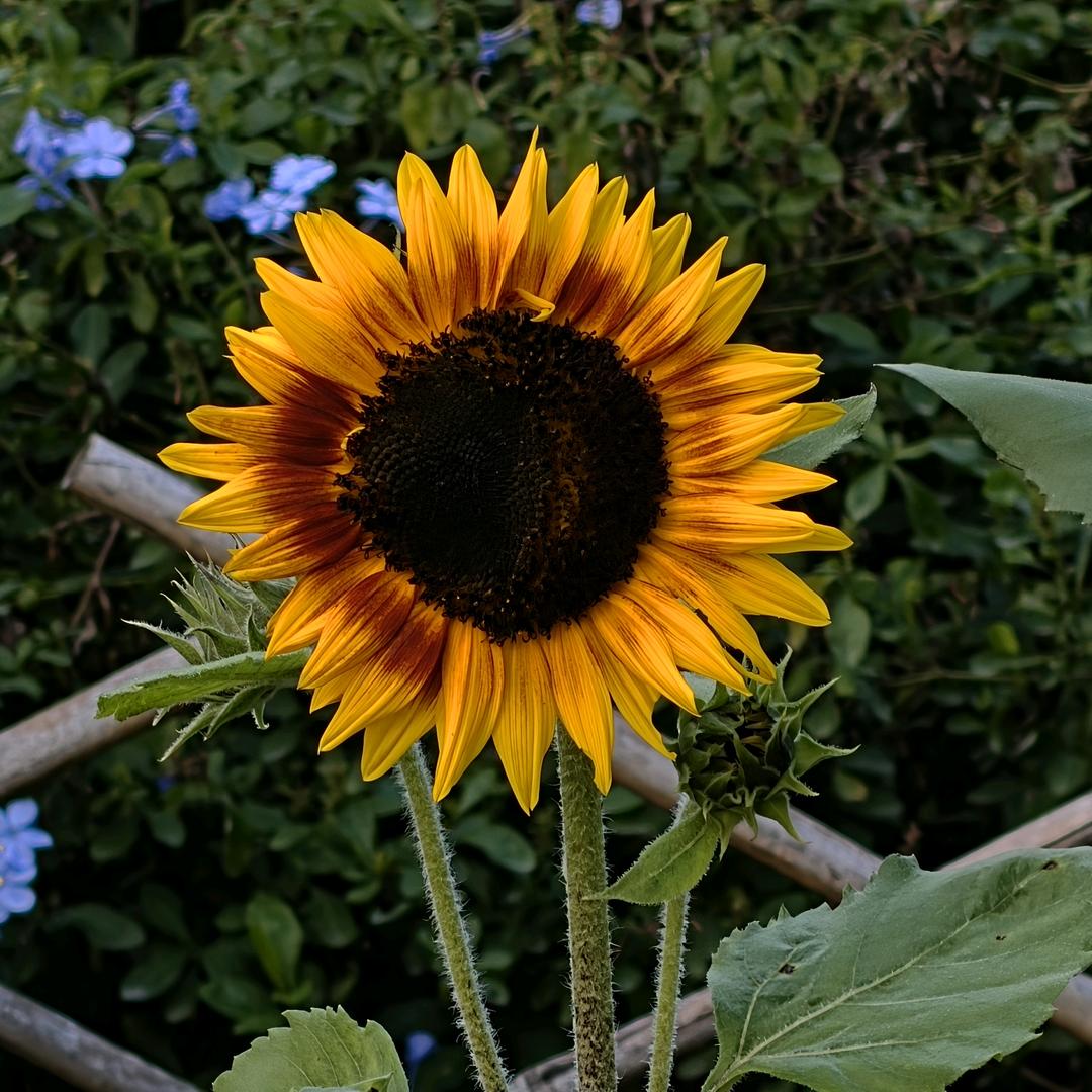 不爱晒太阳的向日葵🌻（见过库里版）