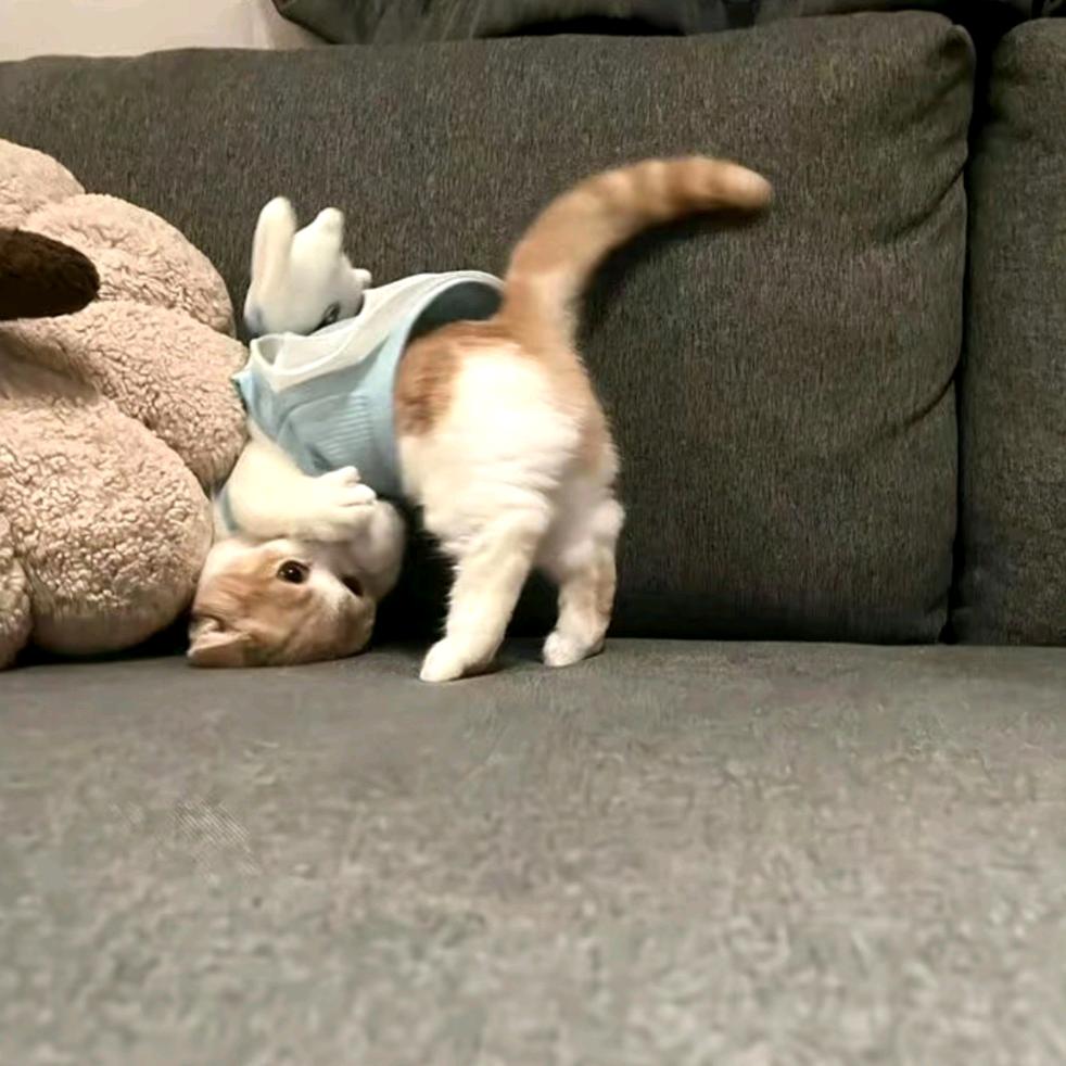 ฅ