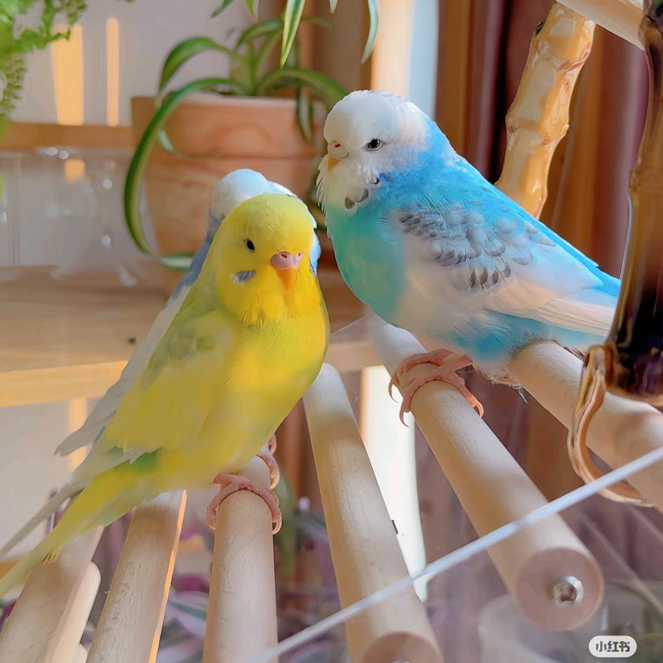 萌羽鸟咖🦜