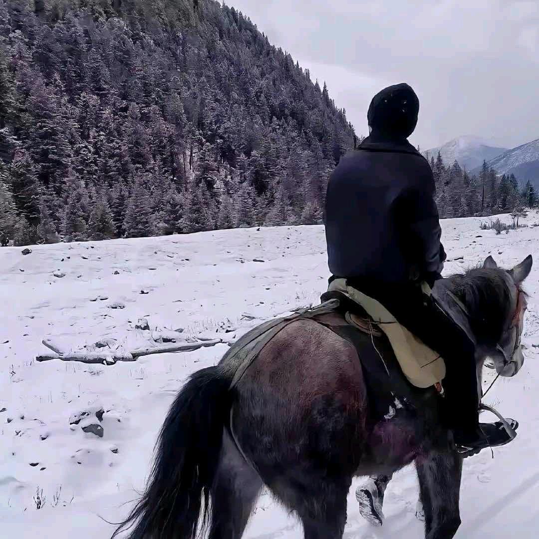 菠萝吹雪（三角洲行动）