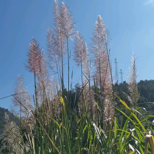 zhl莉123