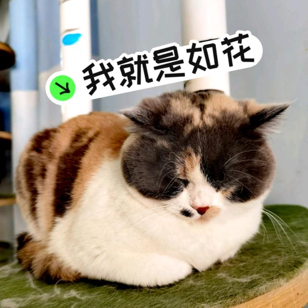 茹花