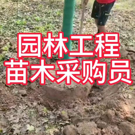 园林猫，苗木求购