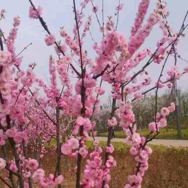 张姐