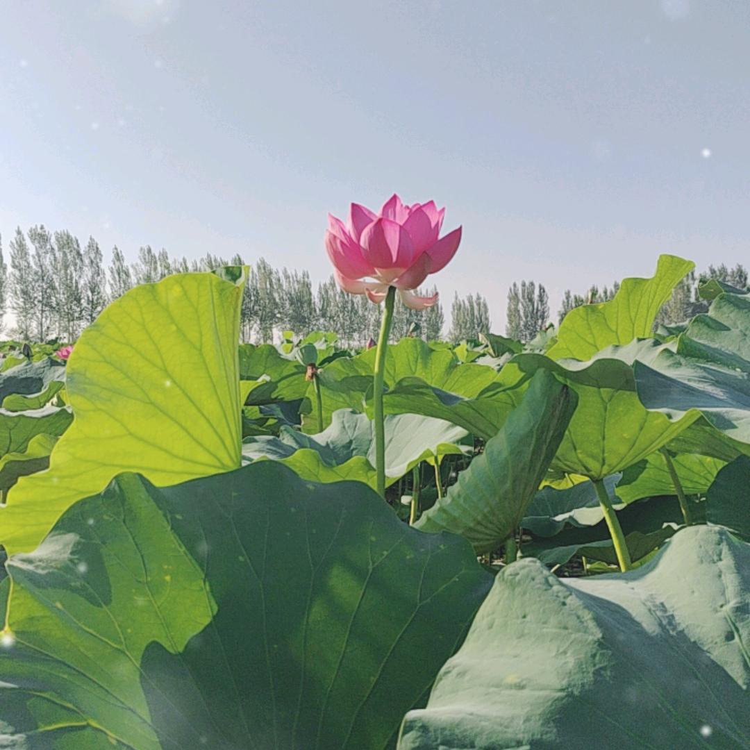 白洋淀元元旅游垂钓