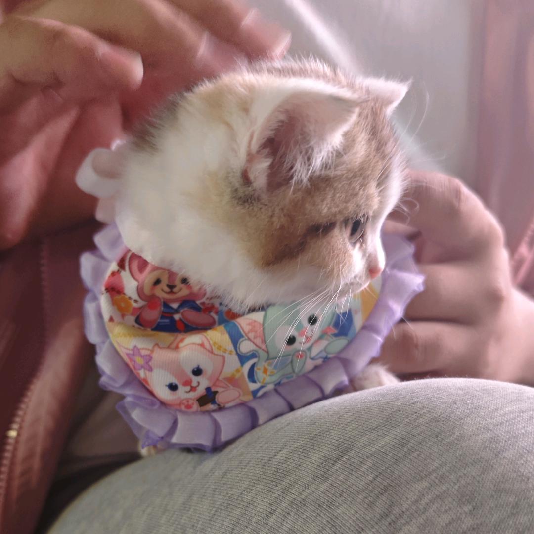 猫猫大王