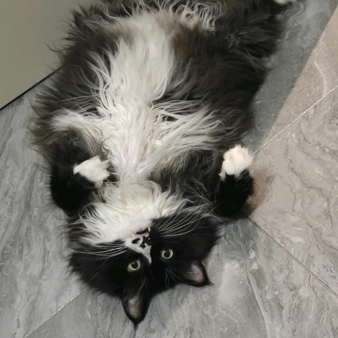 蓝桉