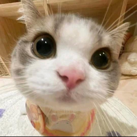 肥肉猪猪🐷