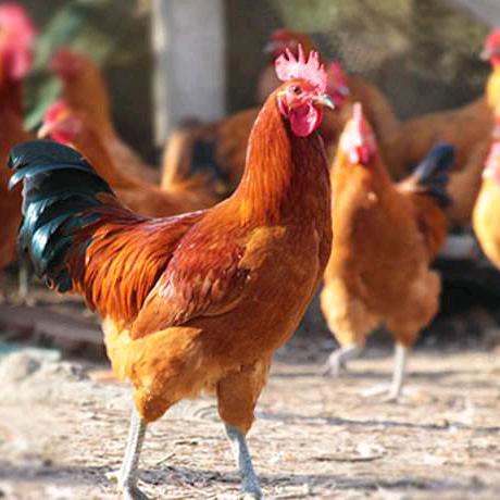 养鸡农民🐔
