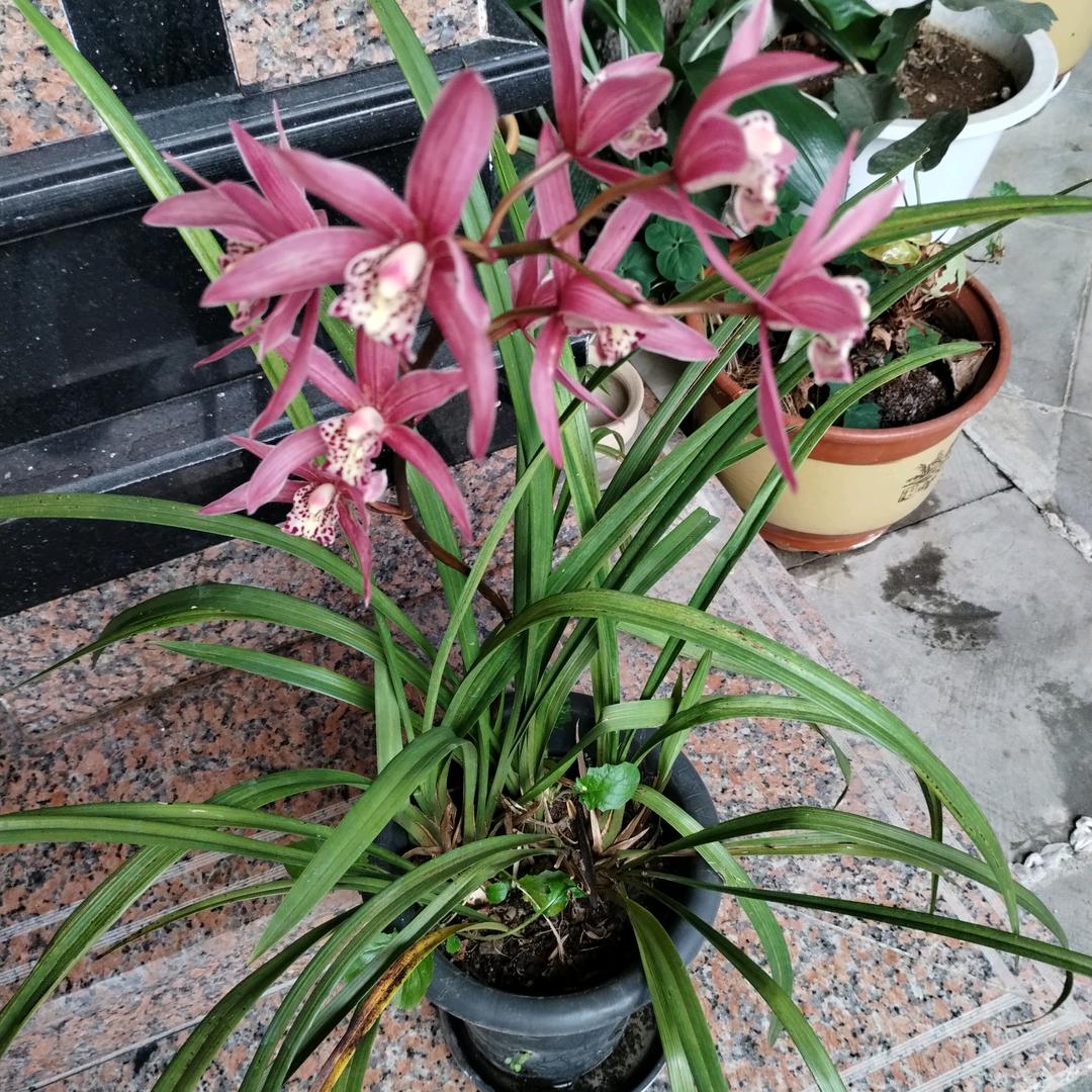 竹鼠养殖