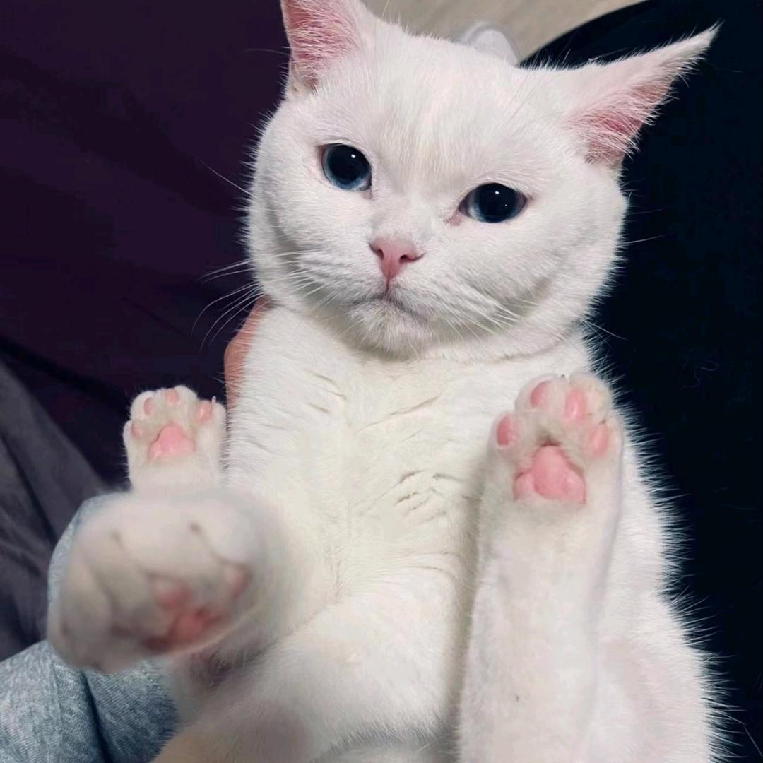 养猫的00后小姐姐