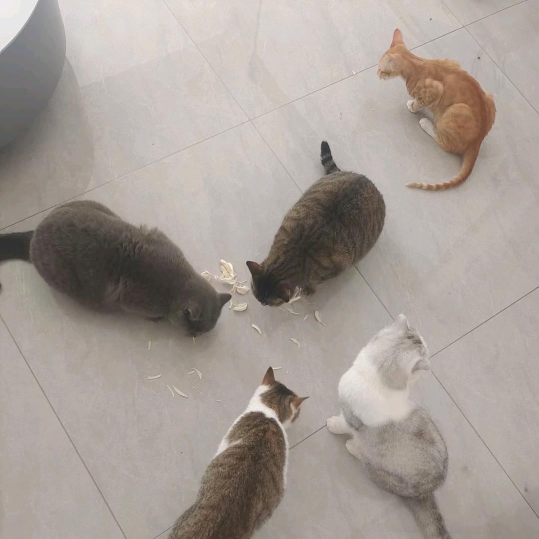 六只猫