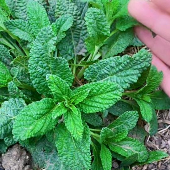 农村五妹讲植物