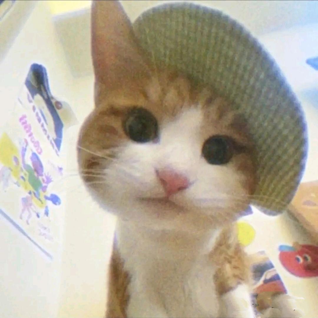 猫猫👑