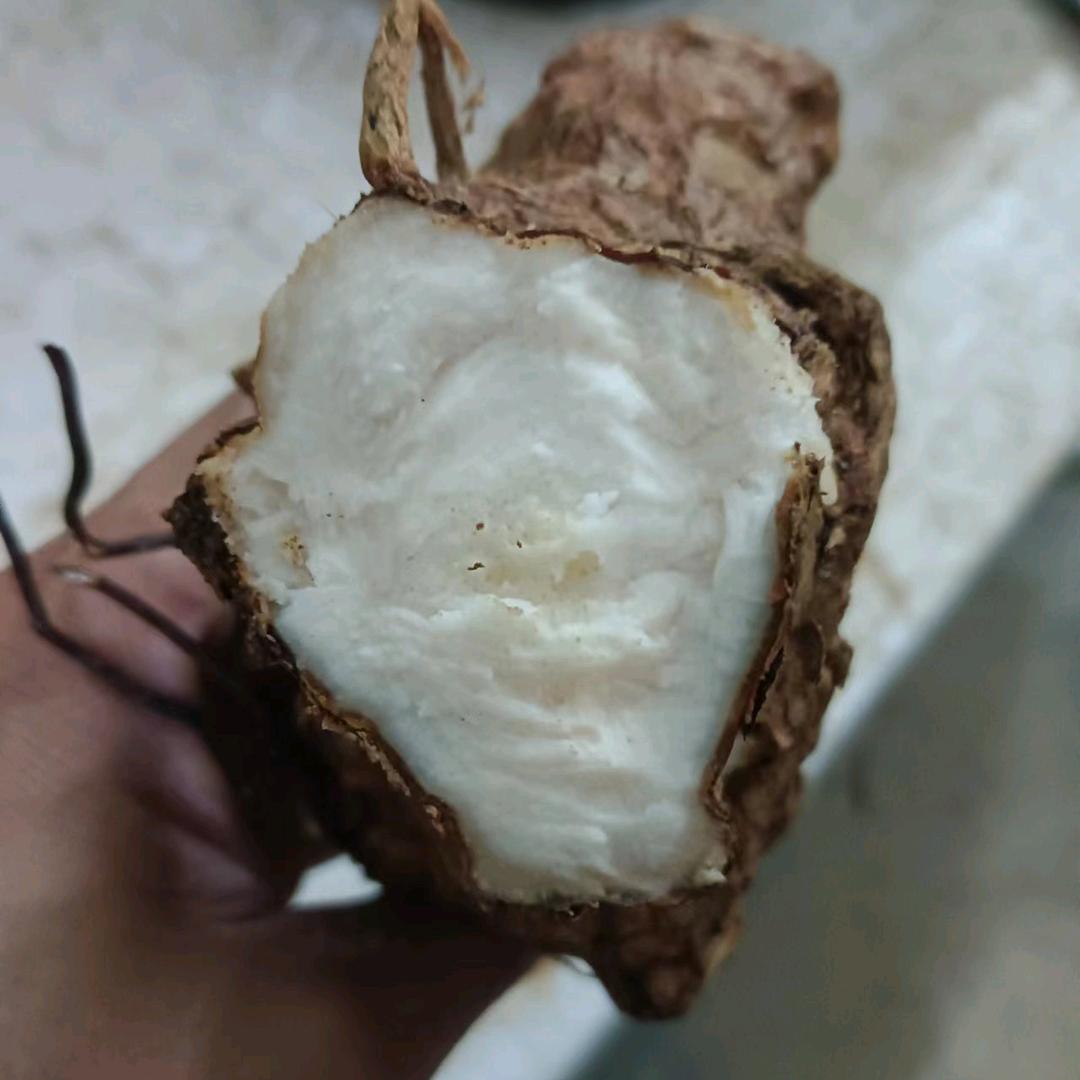 本地土茯苓一手货源