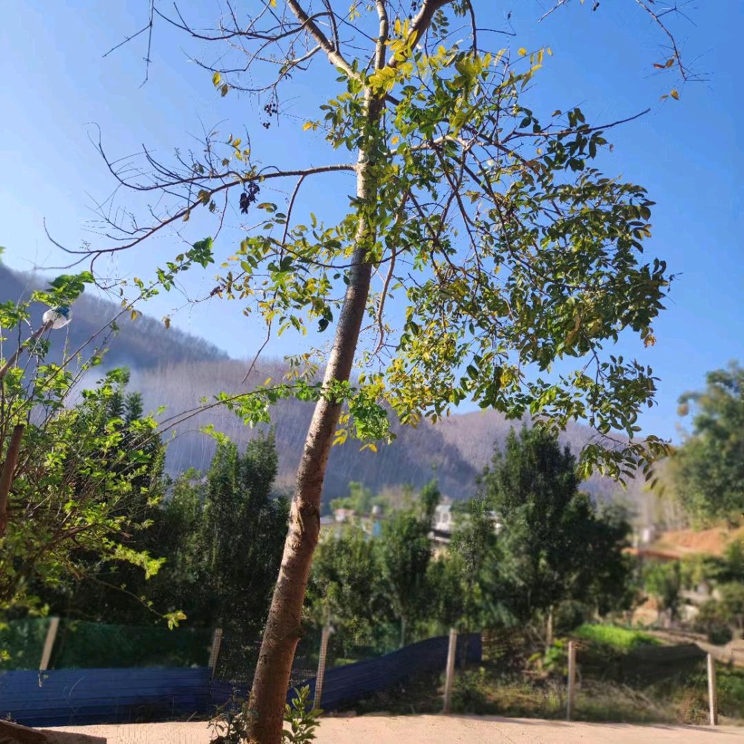 大山里的黄少单身记录农村生活