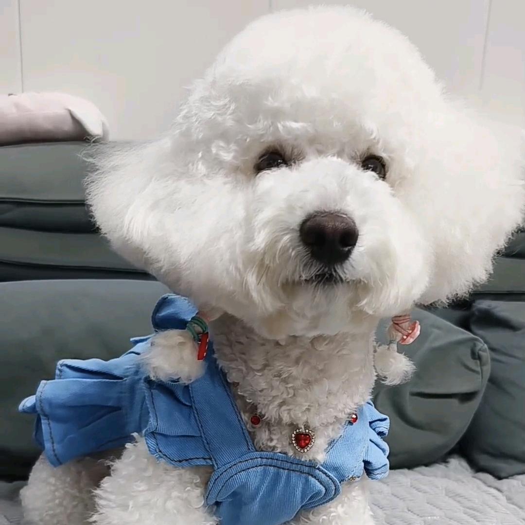 卡奇是只小比熊