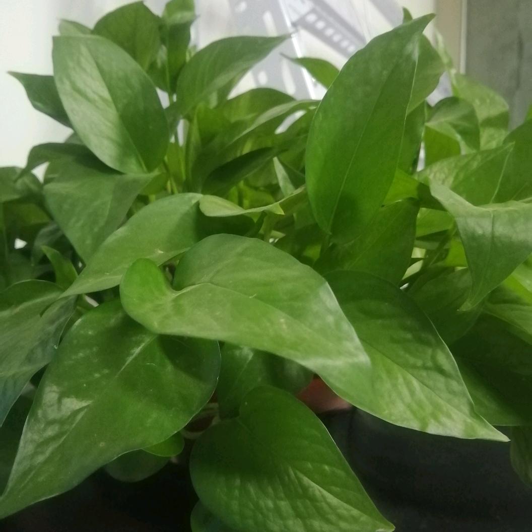 安溪县西坪源心商行