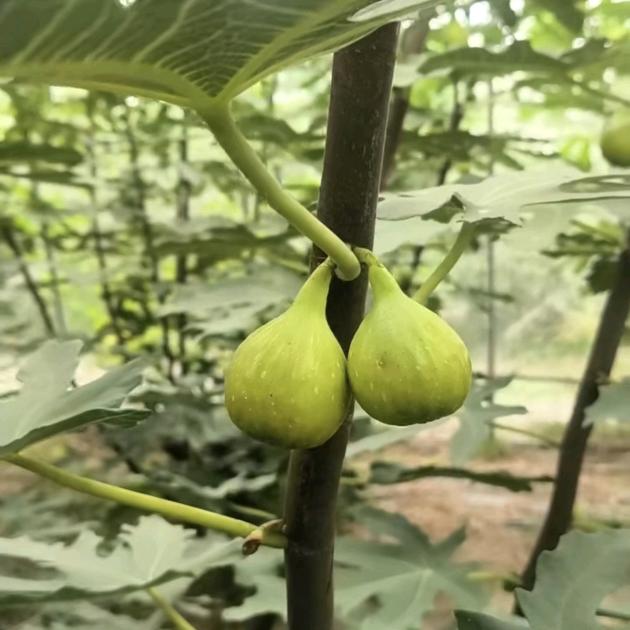 时光鲜果-无花果