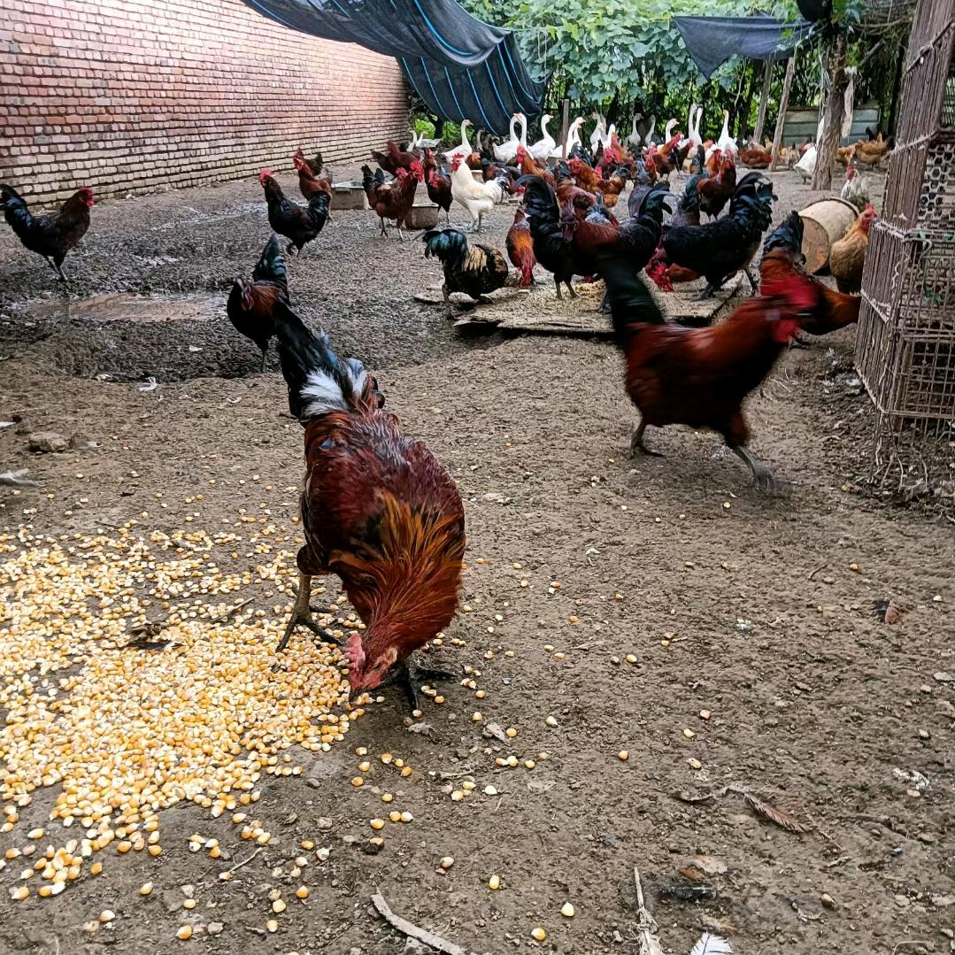 北京～散养土鸡