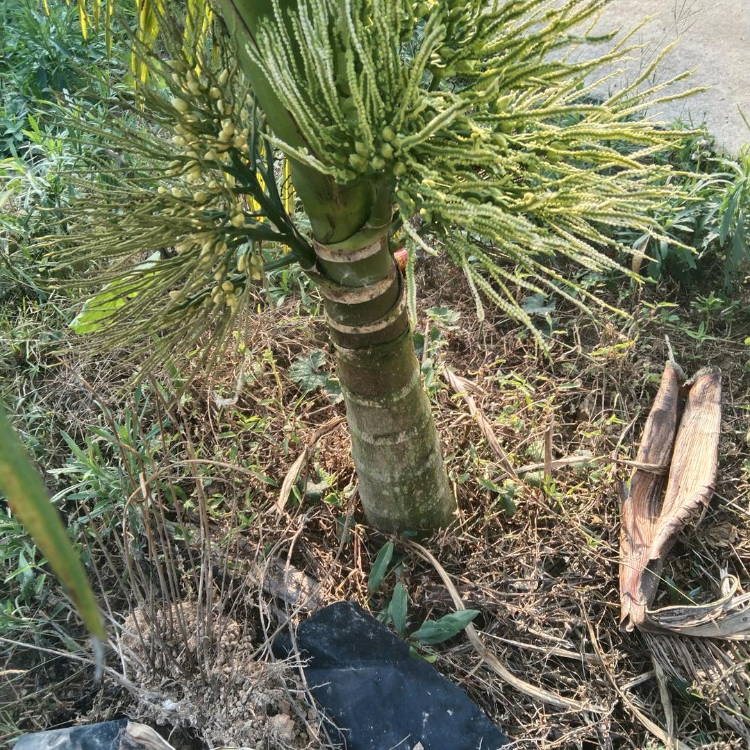 顺其自然