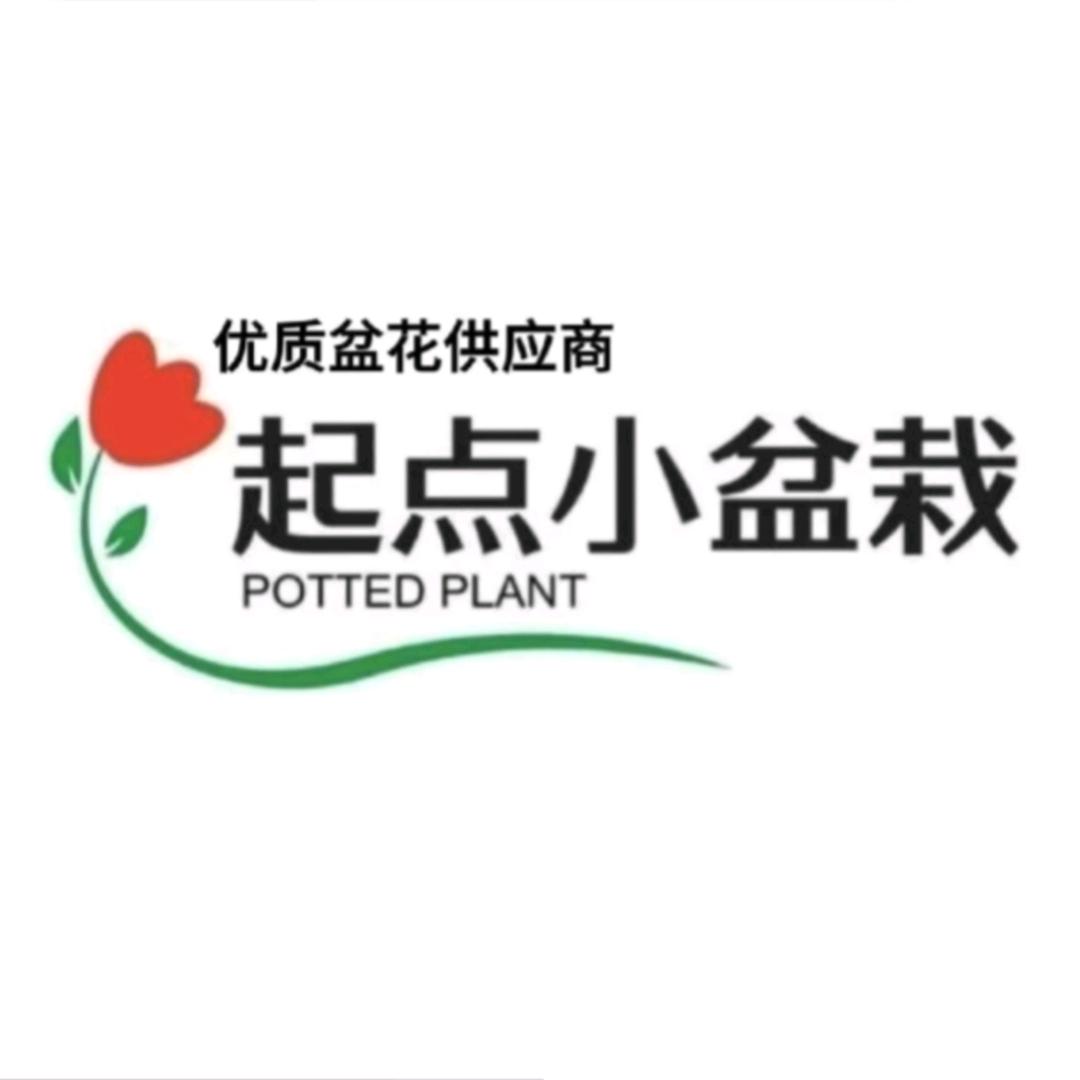 起点线上花城