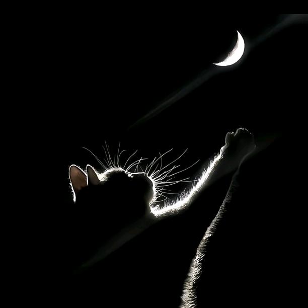 🐶╰丶🐶〆如意っ