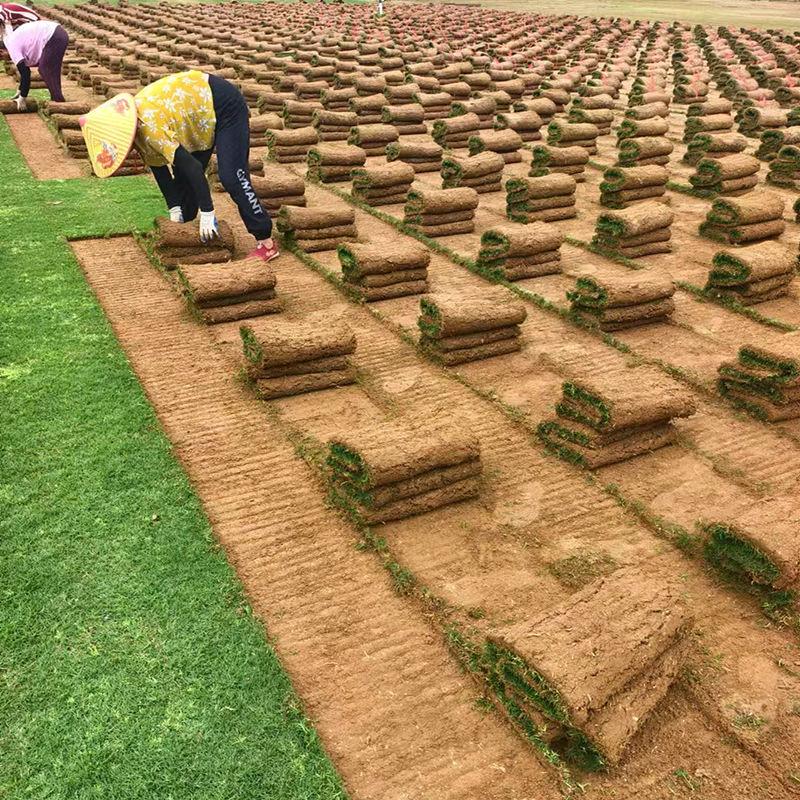 欣旺源草坪基地